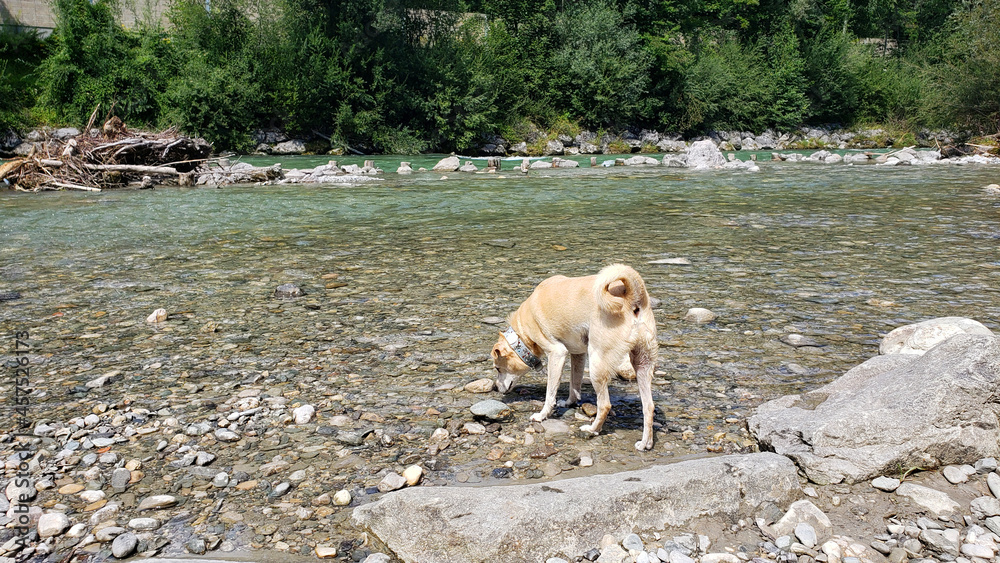 Urlaub mit Hund in Österreich Urlaub mit Hund in Österreich