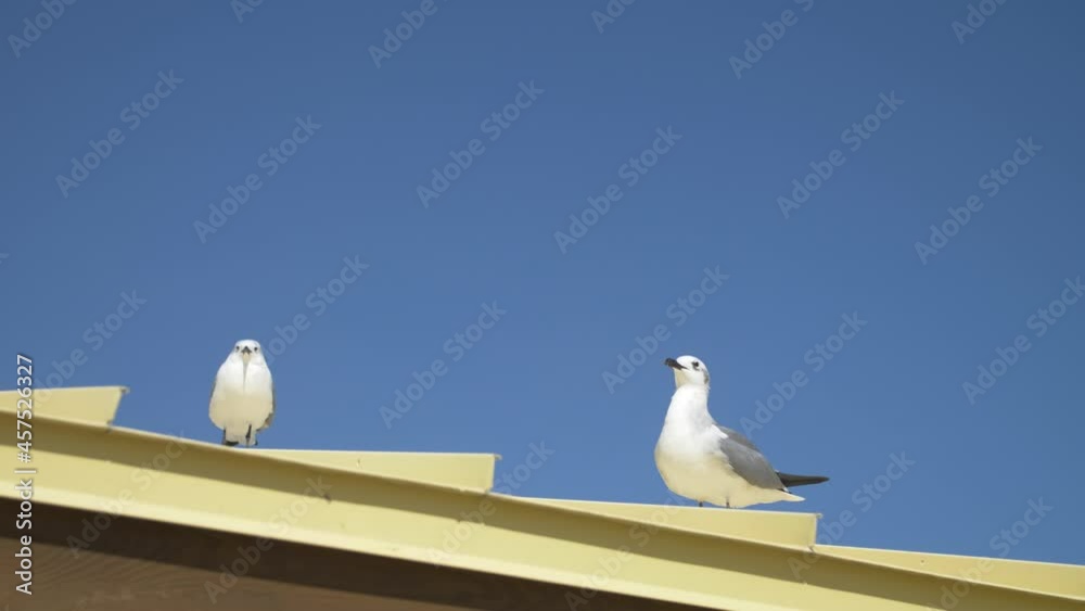 Beautiful couple of seagulls sitting on the roof of a house, one goes flying Beautiful couple of seagulls sitting on the roof of a house, one goes flying