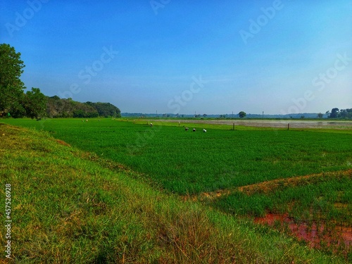 field and blue sky