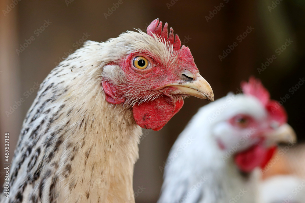 White chickens on a farm, poultry concept. Portrait of hen in a coop