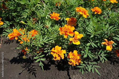 Group of bright orange flower heads of Tagetes patula in July