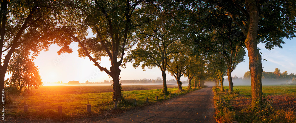 Obraz premium a romance all in the fog - autumn landscape