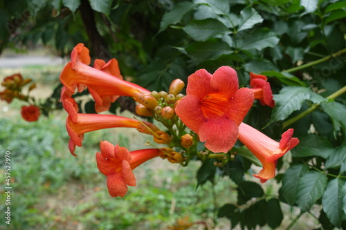 Close shot of orange flowers of Campsis radicans in July photo