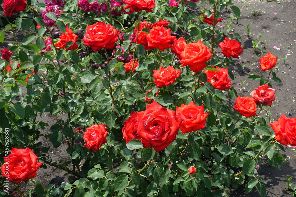 Multiple red flowers of roses in June