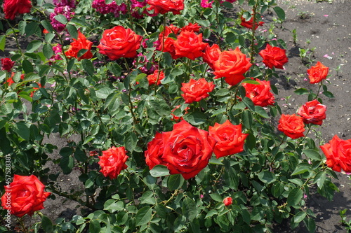 Multiple red flowers of roses in June