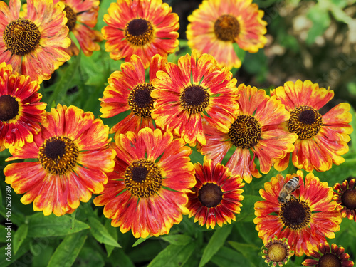 Bright orange and yellow common blanket flowers