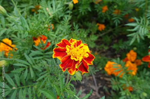 Semi double red and yellow flower head of Tagetes patula in July
