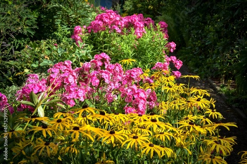 Phlox und Rudbeckia, Stauden photo