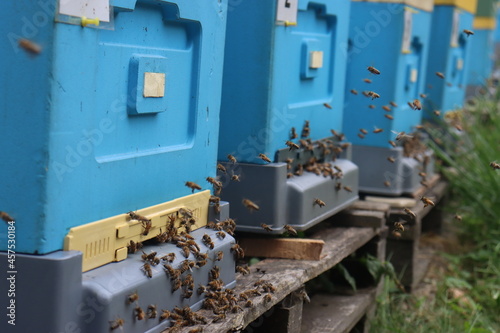 bees fly in the apiary at the end of August. Honey bees collect pollen in Poland's fields