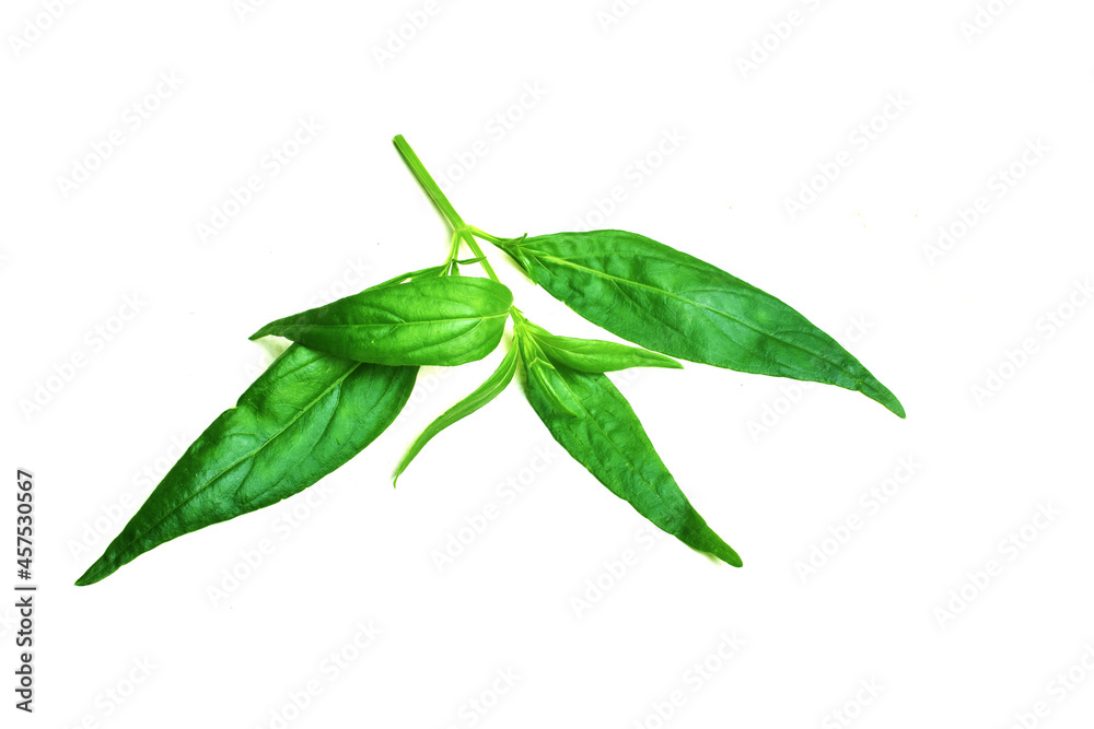 green leaf isolated on white green leaf isolated on white