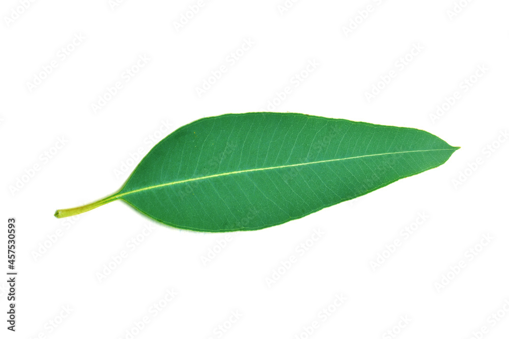 Obraz premium green leaf isolated on white