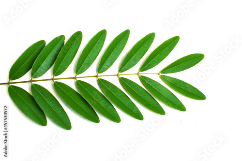 Senna siamea leaves isolated on a white background. photo