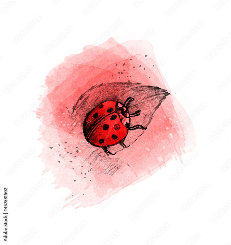 Cute Ladybug sketch drawing on a digital watercolor stain. Pencil ...