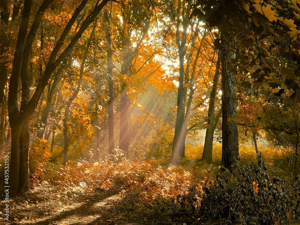 Morning sun in the forest. Yellow leaves on trees in woodland. Atmospheric autumn landscape.