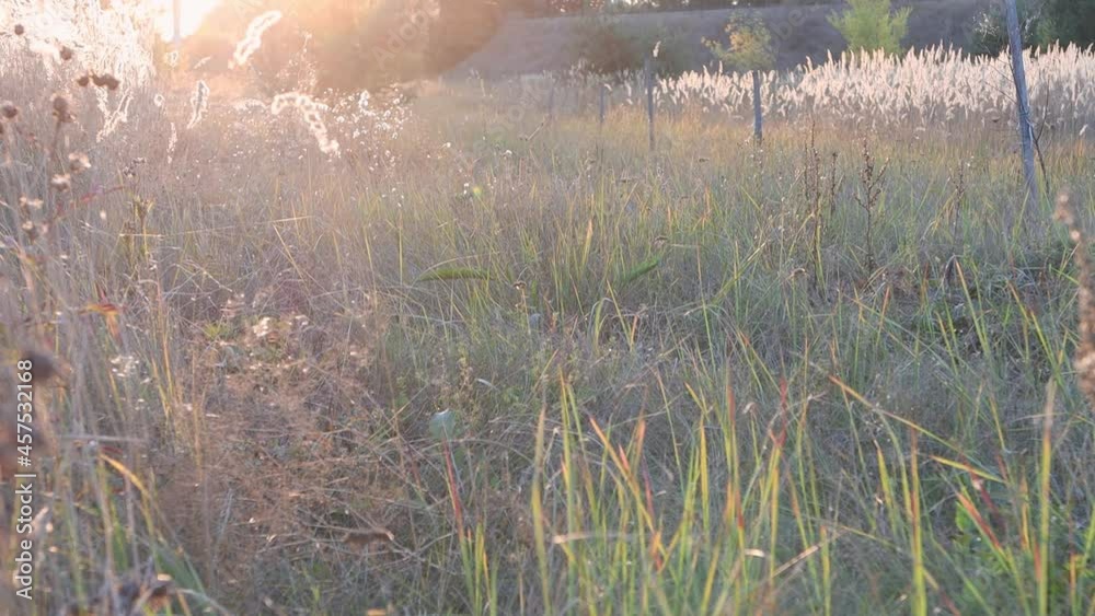 An open steppe section of the field where pampas grass grows. The setting sun shines on the flowers of the plant with beautiful rays, a calm scene. An open steppe section of the field where pampas grass grows. The setting sun shines on the flowers of the plant with beautiful rays, a calm scene.
