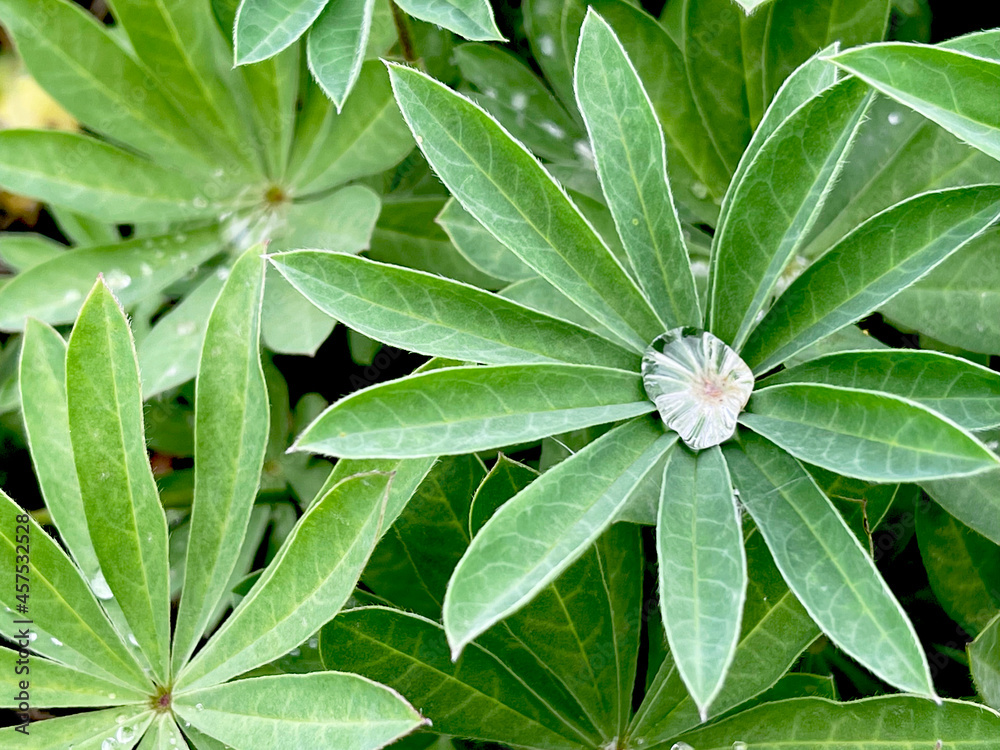 Drops on green lupine leaves