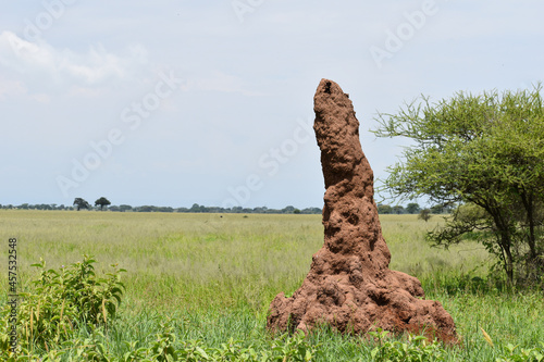 large termites anthill in africa. termite mound dwelling of large African ants photo