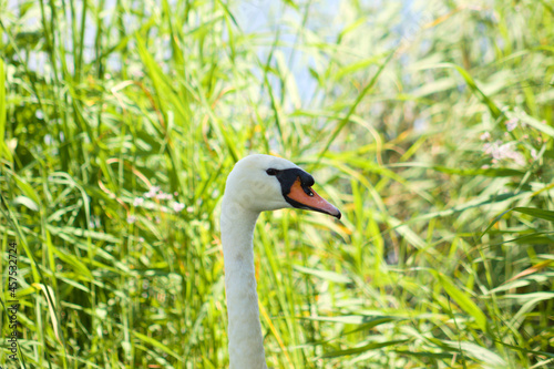 White swan head side view closeup with selective focus on background