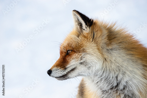 Red fox portrait