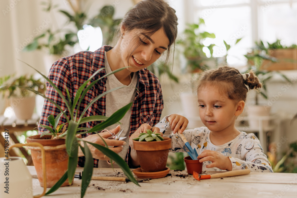 Young happy mixed race woman with a three-year-old daughter is transplanting houseplants at home.Home gardening.Family leisure, hobby concept.Biophilia design and urban jungle concept.