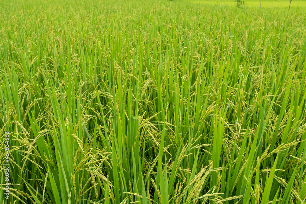 The ears of rice at the green rice fields in the rice fields The ears of rice at the green rice fields in the rice fields