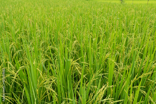 The ears of rice at the green rice fields in the rice fields
