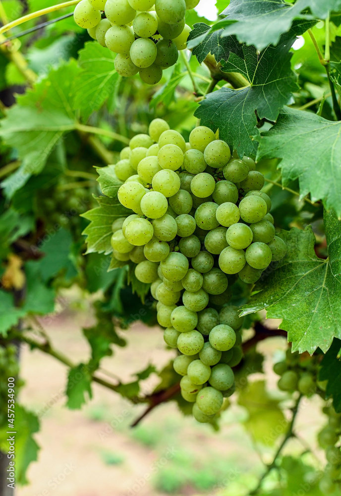 White grapes in autumn time