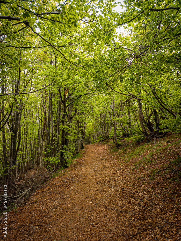 Obraz premium Cammino Foreste Sacre