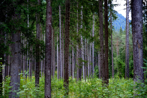 Fototapeta Naklejka Na Ścianę i Meble -  Leads to the forest