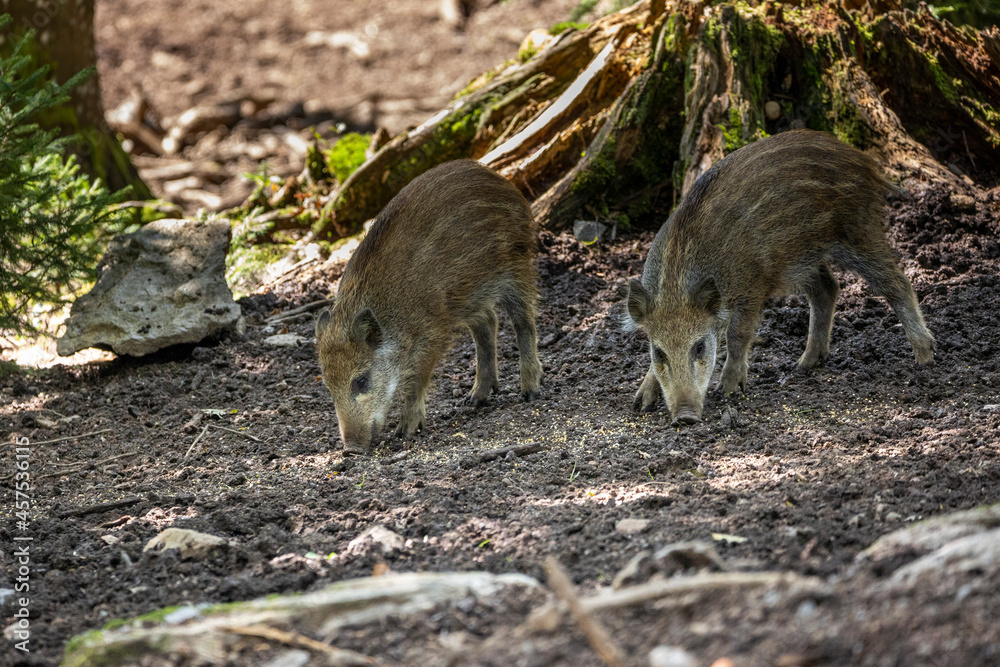 02.09.2021, GER, Bayern, Neuschönau: Wildschwein (Sus scrofa) im Tierfreigelände im Nationalpark Bayerischer Wald am Lusen. 02.09.2021, GER, Bayern, Neuschönau: Wildschwein (Sus scrofa) im Tierfreigelände im Nationalpark Bayerischer Wald am Lusen.