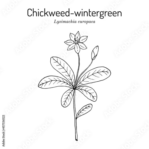Chickweed-wintergreen or arctic starflower Lysimachia europaea , medicinal plant photo