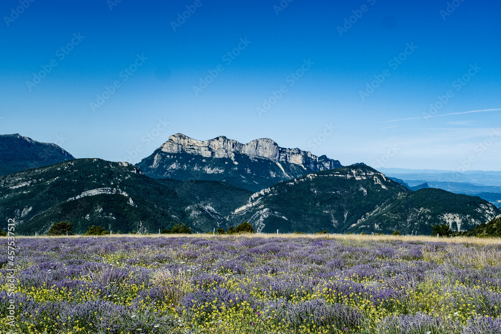 Fototapeta premium Montagnes en France avec un champ de lavande provencale en premier plan