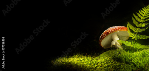 Konstfotografi Mushrooms in mystery dark night forest