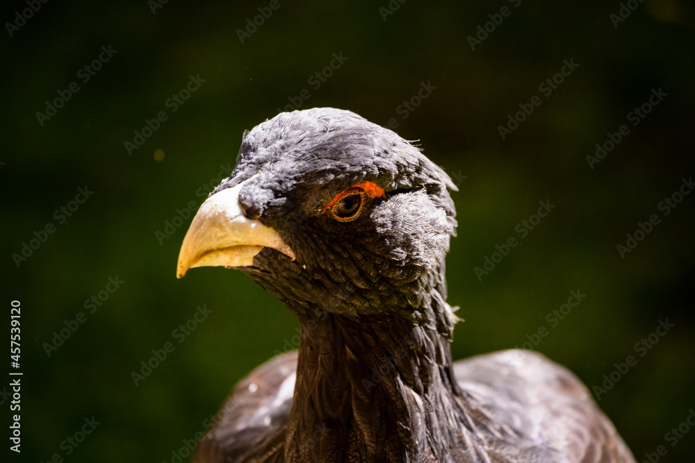 02.09.2021, GER, Bayern, Neuschönau: Auerhuhn (Tetrao urogallus) im Tierfreigelände im Nationalpark Bayerischer Wald am Lusen.