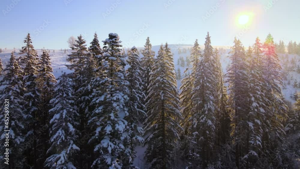 Amazing winter landscape with pine trees of snow covered forest in cold foggy mountains at sunrise. Amazing winter landscape with pine trees of snow covered forest in cold foggy mountains at sunrise.