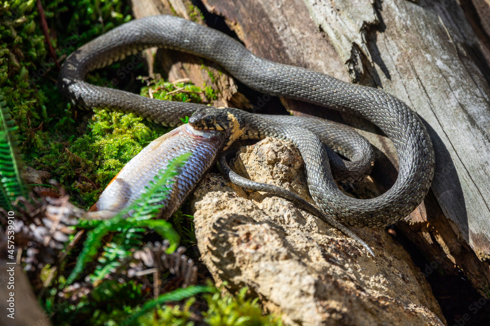 02.09.2021, GER, Bayern, Neuschönau: Ringelnatter (Natrix natrix) im Tierfreigelände im Nationalpark Bayerischer Wald am Lusen. 02.09.2021, GER, Bayern, Neuschönau: Ringelnatter (Natrix natrix) im Tierfreigelände im Nationalpark Bayerischer Wald am Lusen.
