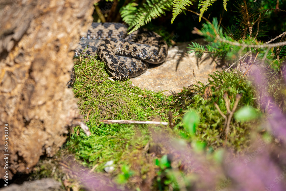 02.09.2021, GER, Bayern, Neuschönau: Kreuzotter (Vipera berus) im Tierfreigelände im Nationalpark Bayerischer Wald am Lusen. 02.09.2021, GER, Bayern, Neuschönau: Kreuzotter (Vipera berus) im Tierfreigelände im Nationalpark Bayerischer Wald am Lusen.