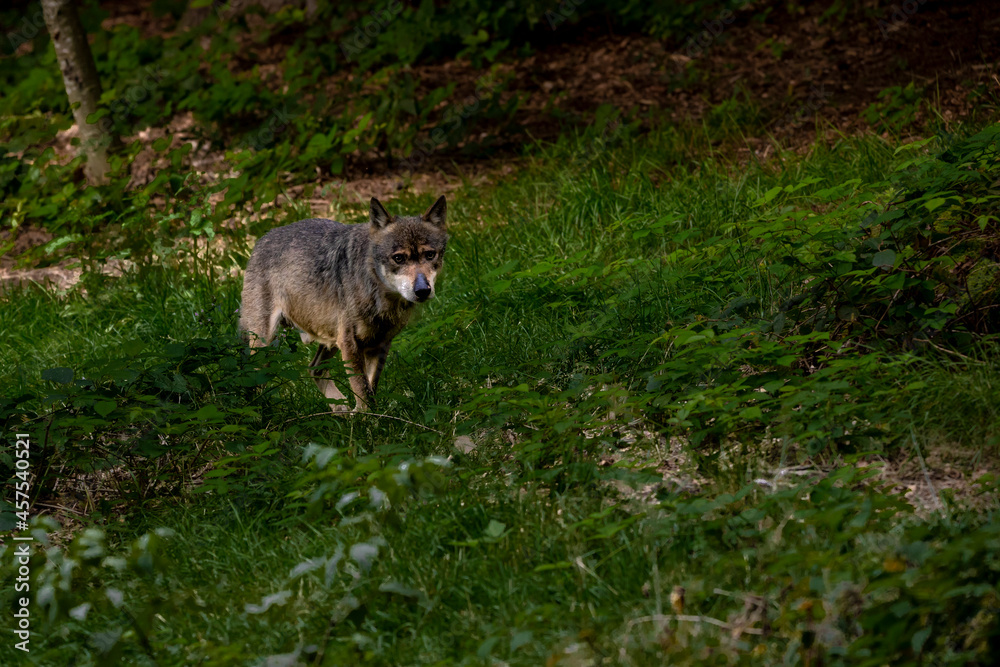 02.09.2021, GER, Bayern, Neuschönau: Wolf (Canis Lupus) im Tierfreigelände im Nationalpark Bayerischer Wald am Lusen. 02.09.2021, GER, Bayern, Neuschönau: Wolf (Canis Lupus) im Tierfreigelände im Nationalpark Bayerischer Wald am Lusen.