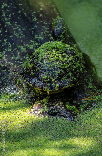 Mały żółw pokryty rzęsą