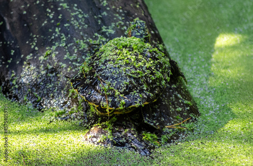 Mały żółw pokryty rzęsą