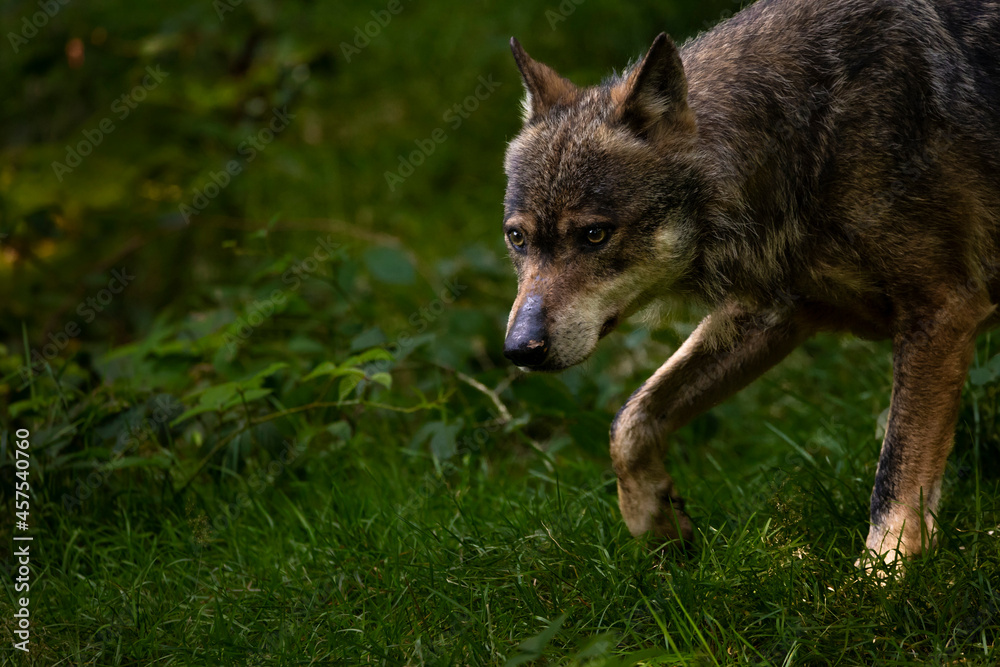 02.09.2021, GER, Bayern, Neuschönau: Wolf (Canis Lupus) im Tierfreigelände im Nationalpark Bayerischer Wald am Lusen.