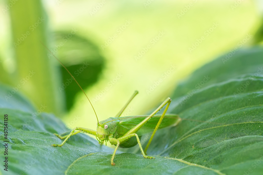 Fototapeta premium A green grasshopper on a large leaf of grass, in its natural environment.