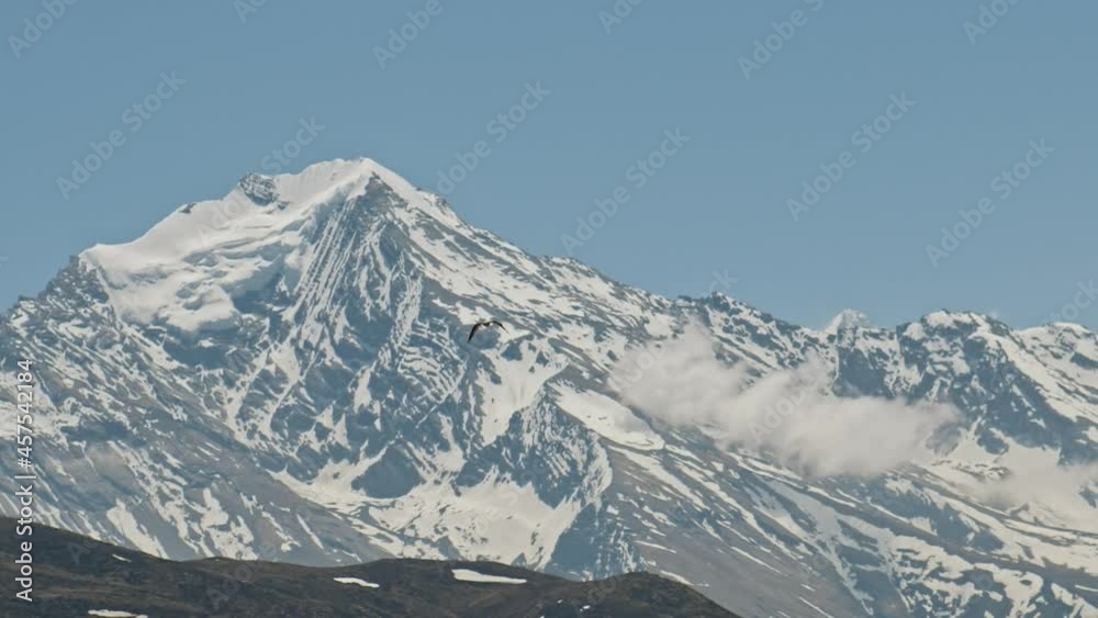 Great free bird fly over mountain slope against snowy mountain peak with cloud at blue sky, Nepal Great free bird fly over mountain slope against snowy mountain peak with cloud at blue sky, Nepal