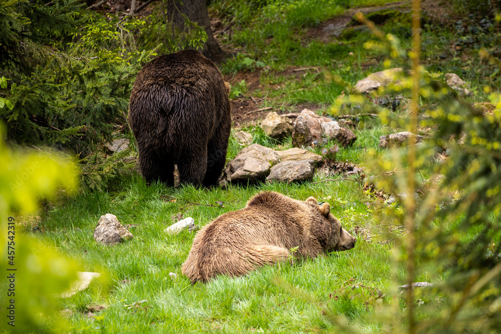 22.05.2020, GER, Bayern, Neuschönau: europäische Braunbären (Ursus arctos arctos), Männchen und Weibchen im Nationalpark bayerischer Wald. 22.05.2020, GER, Bayern, Neuschönau: europäische Braunbären (Ursus arctos arctos), Männchen und Weibchen im Nationalpark bayerischer Wald.