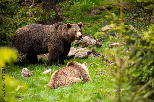 22.05.2020, GER, Bayern, Neuschönau: europäische Braunbären (Ursus arctos arctos), Männchen und Weibchen im Nationalpark bayerischer Wald.