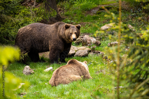 22.05.2020, GER, Bayern, Neuschönau: europäische Braunbären (Ursus arctos arctos), Männchen und Weibchen im Nationalpark bayerischer Wald.