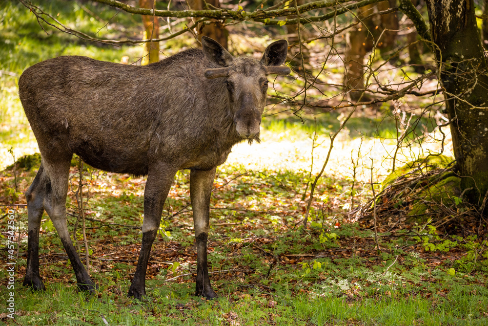 22.05.2020, GER, Bayern, Neuschönau: Elchkuh, Elch (Alces alces) im Tierfreigelände Nationalpark bayerischer Wald am Lusen 22.05.2020, GER, Bayern, Neuschönau: Elchkuh, Elch (Alces alces) im Tierfreigelände Nationalpark bayerischer Wald am Lusen
