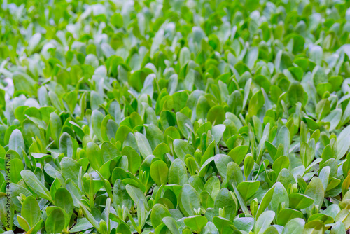 Green sprouts of agricultural plants. Growing edible plants. © sandipruel
