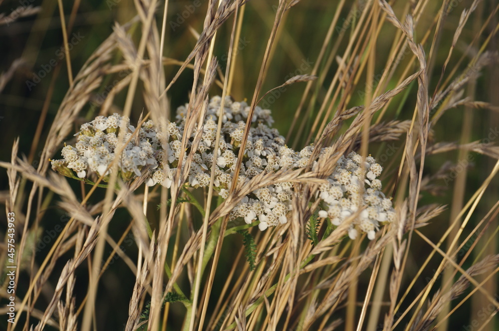 natural background of grass and flowers in fuzzy soft focus, tinted natural background of grass and flowers in fuzzy soft focus, tinted