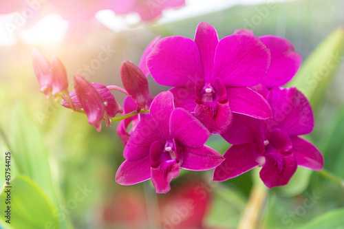 Orchid flower in orchid garden at winter or spring day. Orchid flower for postcard beauty and agriculture design. Beautiful orchid flower in garden  in full bloom in farm  on nature blur background
